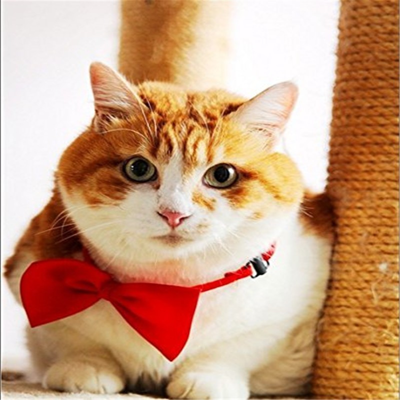 Ajustável cão e gato laço, fil - Pet Supplies Wholesale avaliação e preço